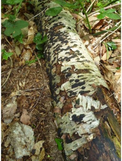 On birch wood in Brentwood, UK.
